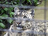 Linton Zoo
Leopard