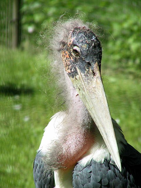 Linton Zoo
Stork