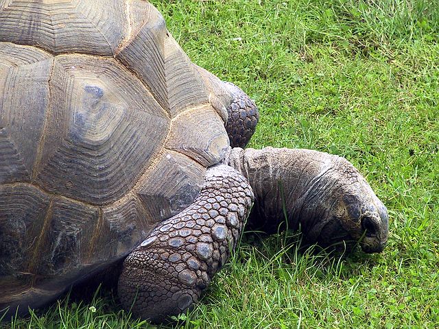 Linton Zoo
Giant Tortoise