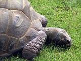 Linton Zoo
Giant Tortoise