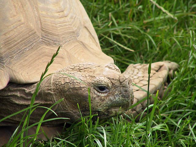 Linton Zoo
Tortoise