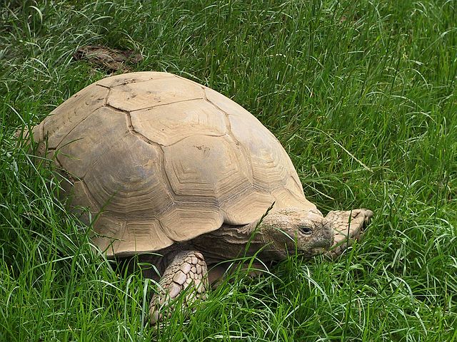 Linton Zoo
Tortoise