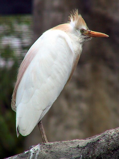 Linton Zoo
Egret