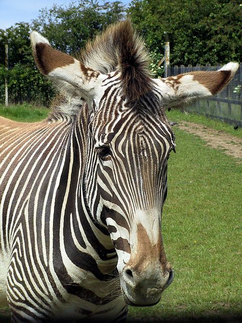 Linton Zoo
Zebra