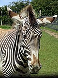 Linton Zoo
Zebra