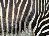 Linton Zoo
Zebra Strips