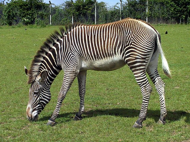 Linton Zoo
Zebra