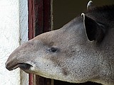 Linton Zoo
Tapir