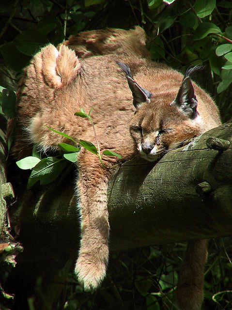 Linton Zoo
Sleeping Lynx