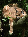 Linton Zoo
Sleeping Lynx