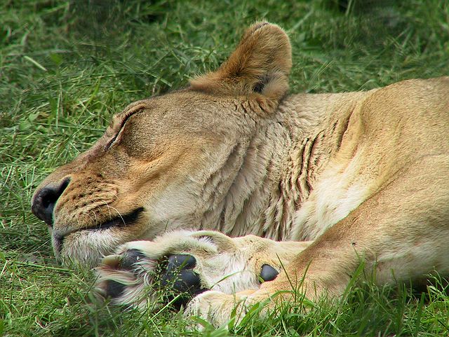 Linton Zoo
Lazy Days, Lioness