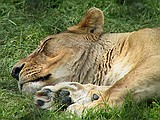 Linton Zoo
Lazy Days, Lioness