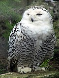 Linton Zoo
Snowy Owl