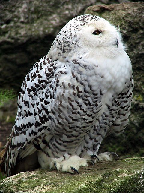 Linton Zoo
Snowy Owl 2