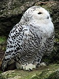 Linton Zoo
Snowy Owl 2