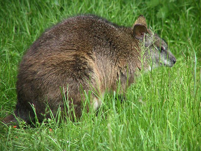 Linton Zoo
Wallaby