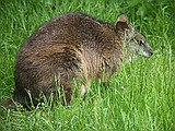 Linton Zoo
Wallaby