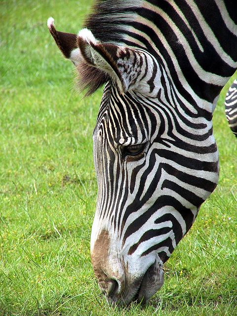 Linton Zoo
Zebra Munching