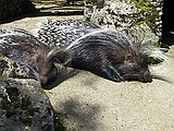 Linton Zoo
Porcupines