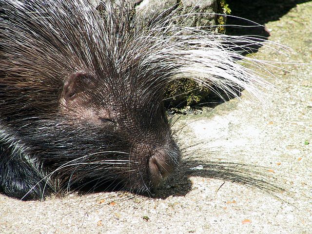 Linton Zoo
Porcupine close up