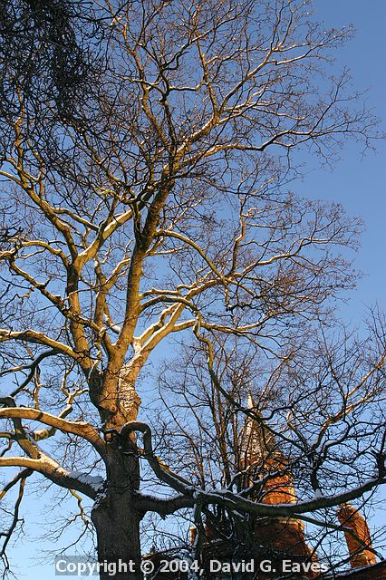 Snowy tree, Jesus College  Snowy Cambridge, January 2004 